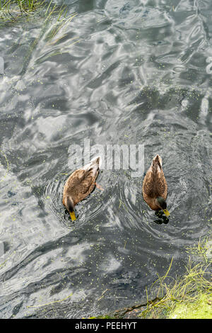 Wilde weibliche Stockenten Anas platyrhynchos Fütterung auf WASSERLINSEN an einem Fluss Stockfoto