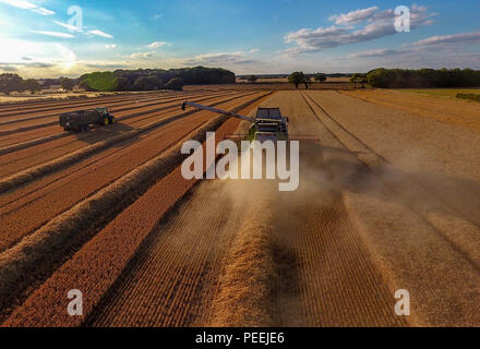 Mähdrescher mit Traktor und Anhänger, die ein Feld im Sommer, blauer Himmel, mit Drone genommen Stockfoto