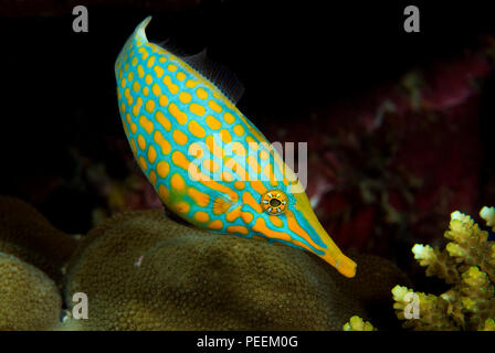 Coral filefish, Longnose filefish oder Beaked Lederjacke (Oxymonocanthus longirostris), Papua-Neuguinea Stockfoto