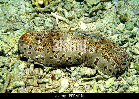 Leopardfish Seegurke oder Leopard Seegurke (Bohadschia argus), Pulau Sipadan, Sabah, Borneo, Malaysia Stockfoto