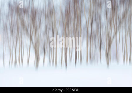 Abstrakte winterliche Hintergrund mit Bewegung verwischt Birken und Schnee Stockfoto