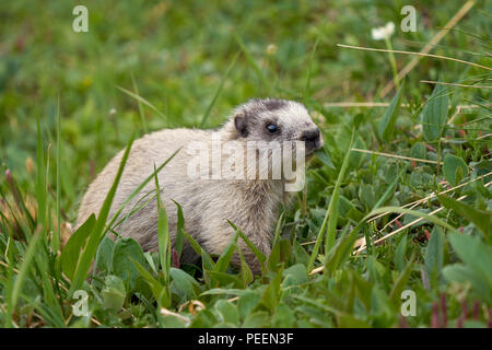 Graue Murmeltier (Marmota caligata), Denali National Park, Alaska Stockfoto