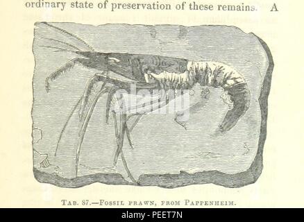 Bild von Seite 39 der' [die Wunder der Geologie; oder, eine vertraute Darstellung der geologischen Phänomene wird die Substanz einer Vortragsreihe... von G. M.... aus Notizen von G. F. Richardson.]" Stockfoto