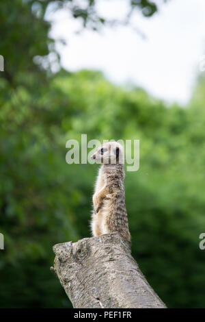 Ein Erdmännchen Wache beim Sitzen aufrecht auf einem Baumstumpf Stockfoto