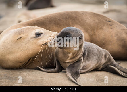 Sea Lion baby Und Mama einen Kuss Stockfoto