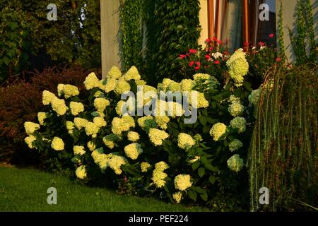 'Limelight' Hortensien paniculata im Haus - große, weiße Blumen, die in der untergehenden Sonne Stockfoto