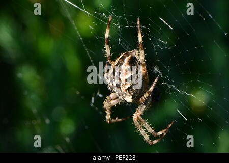 Araneus diadematus, in einem Web auf einem grünen Hintergrund - Makro Stockfoto