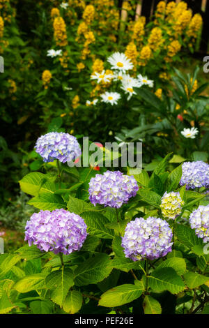 Schön, Sommer Blumen im Hausgarten, blaue Hortensien und Petunien Stockfoto