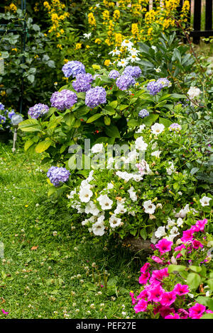 Schön, Sommer Blumen im Hausgarten, blaue Hortensien und Petunien Stockfoto