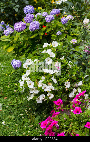 Schön, Sommer Blumen im Hausgarten, blaue Hortensien und Petunien Stockfoto