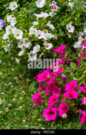 Schön, Sommer Blumen im Hausgarten, blaue Hortensien und Petunien Stockfoto