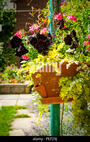 Schwarze Petunie im hängenden Korb im Haus Garten. Stockfoto