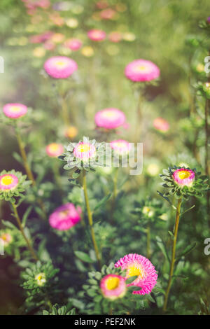 Schönen Herbst Blumen. Rosa Astern auf dem Feld. Stockfoto