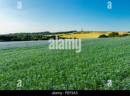 Ein Bereich der blauen Leinsamen oder Leinöl in der Kent Downs AONB nr Etchinghill. Stockfoto