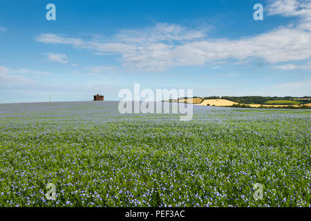 Eine Scheune umgeben von Feldern des blauen Leinsamen oder Leinöl in der Kent Downs AONB. Stockfoto