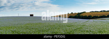 Ein Panoramablick auf das Bild einer Scheune umgeben von blühenden Leinsamen oder Leinöl in der Kent Downs AONB. Stockfoto