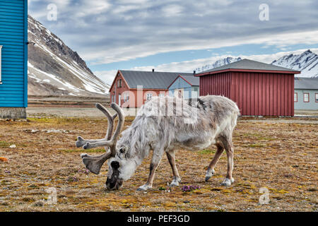 Svalbard Rentier (Rangifer tarandus platyrhynchus) in der Stadt von Ny-Ålesund, Spitzbergen oder Spitzbergen, Europa Stockfoto