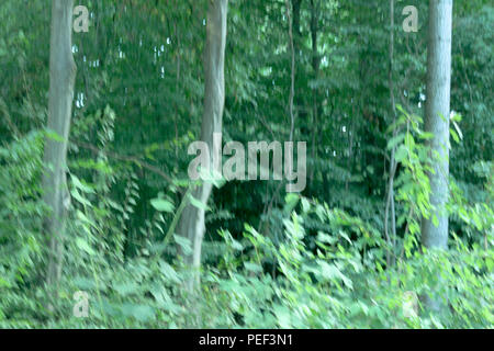 Deutschland Stuttgart City Dschungel auf den Hügeln und Bergen, üppigen tropischen Dschungel Regenwald Hintergrund Stockfoto