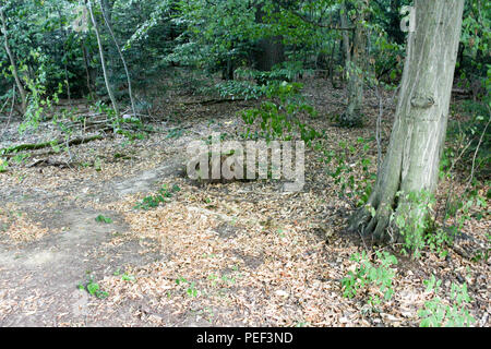 Deutschland Stuttgart City Dschungel auf den Hügeln und Bergen, üppigen tropischen Dschungel Regenwald Hintergrund Stockfoto