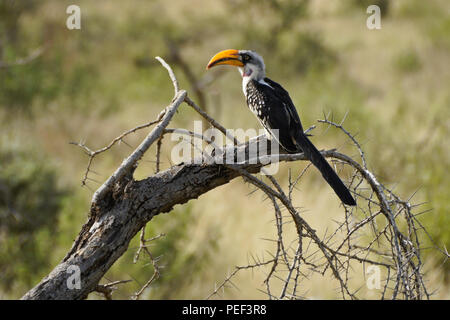 Eastern yellow-billed Hornbill sitzen auf toten Zweig, Samburu Game Reserve, Kenia Stockfoto