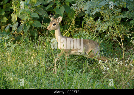 Weibliche Kirk-Dikdik (dik-dik) in üppiger grüner Vegetation, Samburu Game Reserve, Kenia Stockfoto