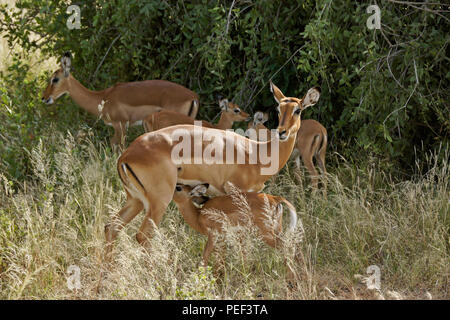 Weibliche impalas mit Jungen, einschliesslich Säugling, Samburu Game Reserve, Kenia Stockfoto