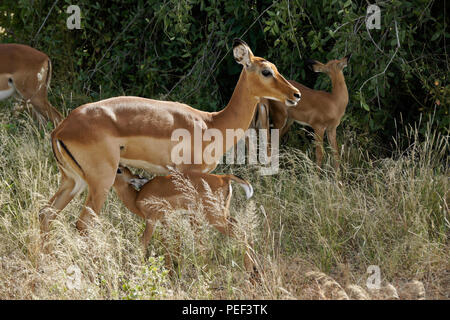 Weibliche impalas mit Jungen, einschliesslich Säugling, Samburu Game Reserve, Kenia Stockfoto