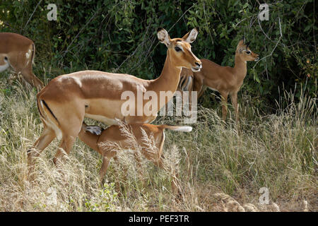 Weibliche impalas mit Jungen, einschliesslich Säugling, Samburu Game Reserve, Kenia Stockfoto