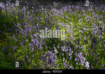 Bluebells in Micheldever Holz in Hampshire, England Stockfoto