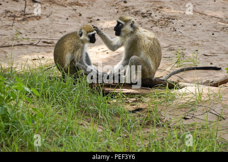 Schwarz-grüne Meerkatzen grooming, Samburu Game Reserve, Kenia Stockfoto