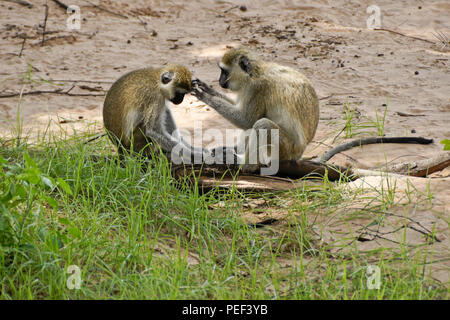 Schwarz-grüne Meerkatzen grooming, Samburu Game Reserve, Kenia Stockfoto