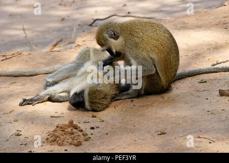 Schwarz-grüne Meerkatzen grooming, Samburu Game Reserve, Kenia Stockfoto