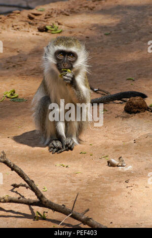 Junge schwarz-meerkatze Blätter essen auf sandigen Boden in der Nähe des Flusses konfrontiert, Samburu Game Reserve, Kenia Stockfoto