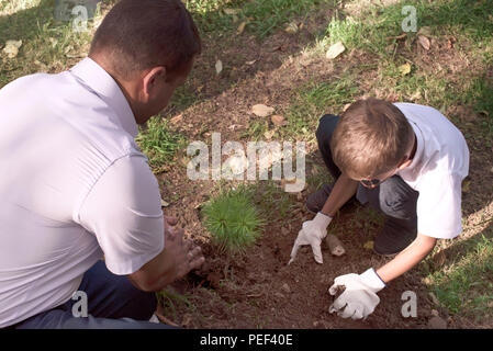 Vater und Sohn Mensch junge Pflanze einen Baum auf dem Schulgelände. September wieder in die Schule Konzept Stockfoto