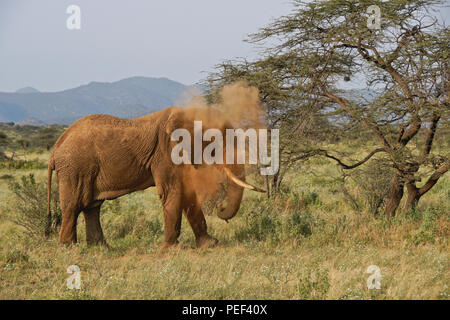Bull elephant ein Staub Badewanne neben einer Akazie, Samburu Game Reserve, Kenia Stockfoto