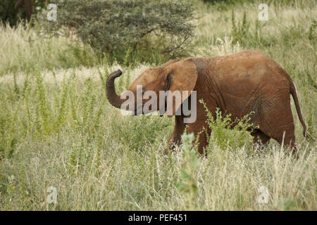 Junger Elefant im langen Gras, Samburu Game Reserve, Kenia Stockfoto