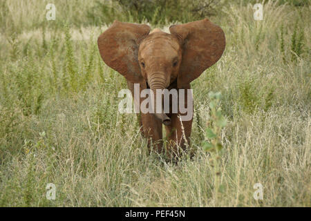 Junger Elefant im langen Gras, Samburu Game Reserve, Kenia Stockfoto