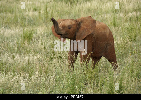 Junger Elefant im langen Gras, Samburu Game Reserve, Kenia Stockfoto