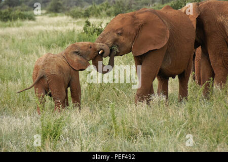 Elephant calf Spielen mit älteren Elefanten, Samburu Game Reserve, Kenia Stockfoto