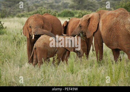 Elefanten essen, Gruß, spielend in Samburu Game Reserve, Kenia Stockfoto
