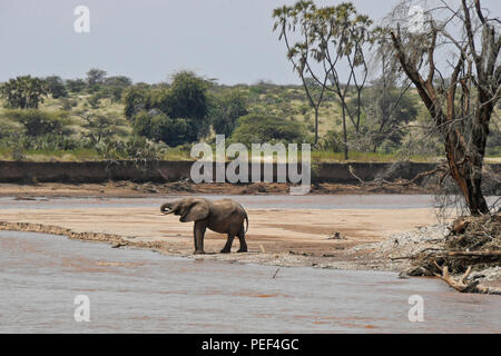 Einsame Elefant trinken am Ewaso Nyiro River (uaso) mit doum Palmen im Hintergrund, Samburu Game Reserve, Kenia Stockfoto