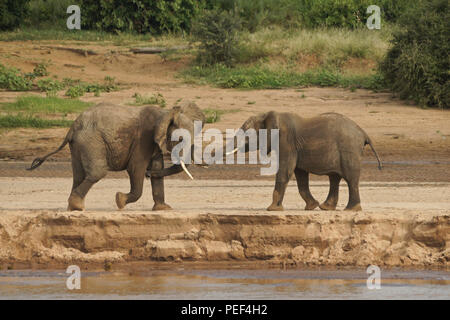 Junge männliche Elefanten spielen - kämpfen am Ufer des Ewaso Nyiro Flusses (uaso), Samburu Game Reserve, Kenia Stockfoto