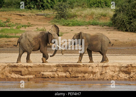 Junge männliche Elefanten spielen - kämpfen am Ufer des Ewaso Nyiro Flusses (uaso), Samburu Game Reserve, Kenia Stockfoto