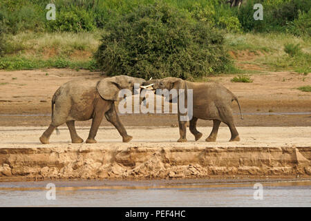 Junge männliche Elefanten spielen - kämpfen am Ufer des Ewaso Nyiro Flusses (uaso), Samburu Game Reserve, Kenia Stockfoto