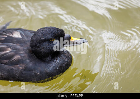 Leiter des Schwarzen Meeres Ente, Eurasischen gemeinsame scoter (Melanitta nigra nigra) mit gelber Markierung auf Bill, in Arundel Wildfowl & Wetlands Trust, West Sussex Stockfoto