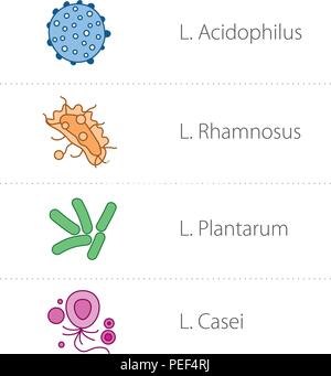 Gesunde acidophile intestinale Lactobacillus Bakterien Symbole. Medizinische Vector Illustration Stock Vektor