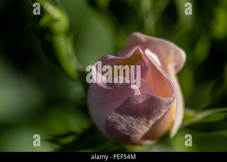 Rambling Rose Stockfoto