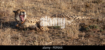 Nach Geparden gähnt Im liegen in Namibia Stockfoto