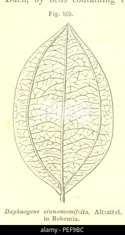 Bild von Seite 218 von '[ein Handbuch der Elementaren Geologie genommen. ... Dritte, völlig überarbeitete Auflage.]' Stockfoto