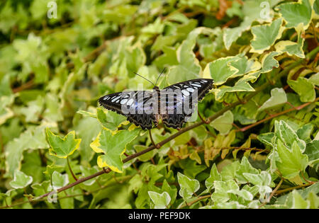 Der Haarschneider tropischer Schmetterling (Parthenos Sylvia) mit den Flügeln verteilt sich auf einige Efeu Stockfoto